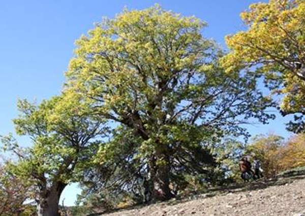 Calabria: Scoperte in Aspromonte querce risalenti all’era post-glaciale