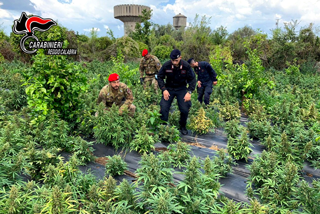Carabinieri scoprono e sequestrano 2500 piante di marijuana nel Reggino, tre arresti