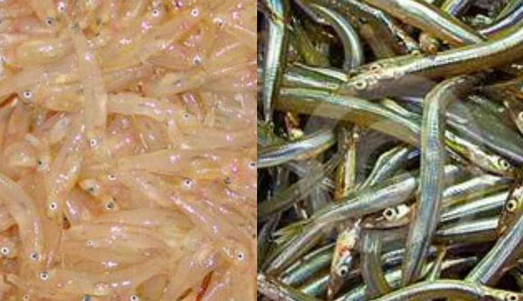 Autorizzata la pesca sperimentale del rossetto e del cicerello