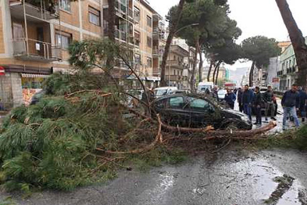 Grosso ramo cade su auto a Vibo Valentia, illesa donna 