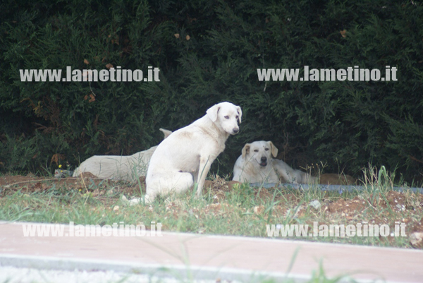 Lamezia: Branchi di cani randagi in giro per la città