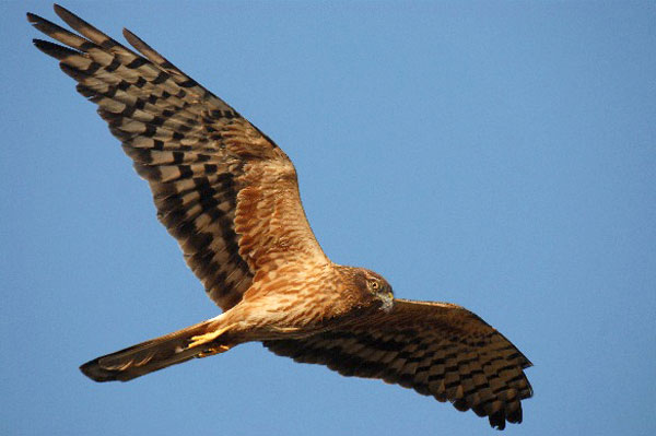 Rapaci e cicogne nel parco dell'Aspromonte, il 7 ottobre si conclude il monitoraggio