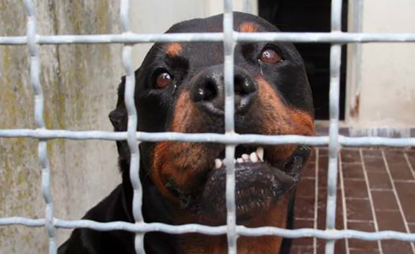Giovane 17enne azzannato da rottweiler, denunciata la proprietaria 