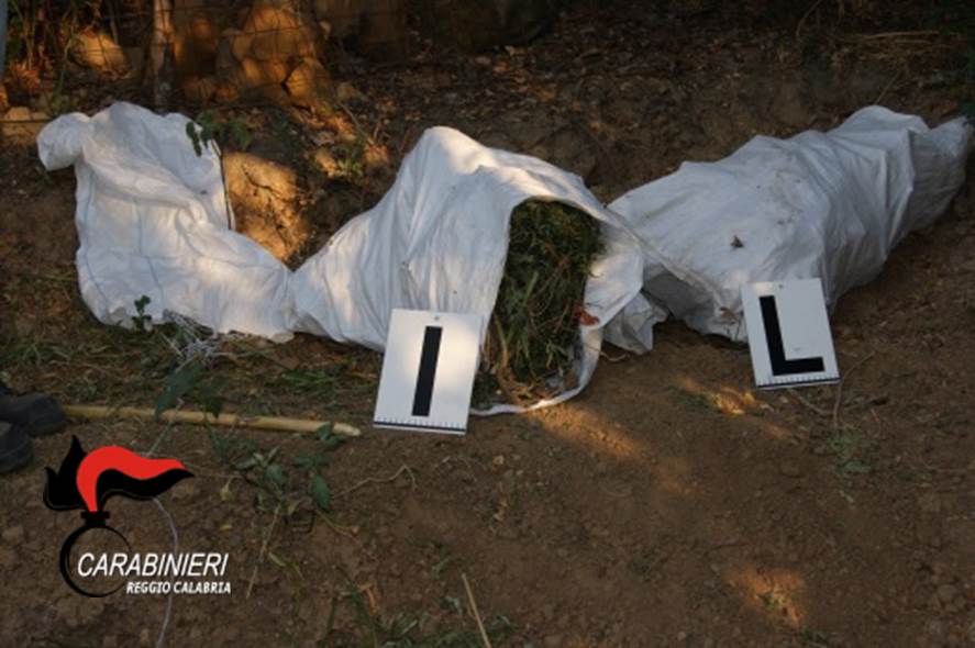 Piantagioni di canapa sequestrate nella Locride, indagini in corso