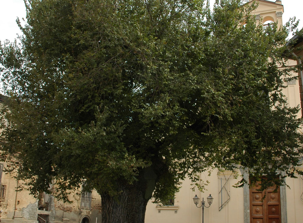 San-Lorenzo-olmo-.jpg