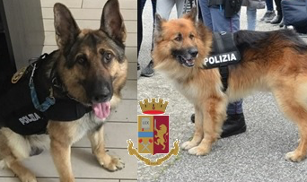 Lamezia, i cani poliziotto Bruce e Max trovano droga in abitazione: ai domiciliari 34enne incinta