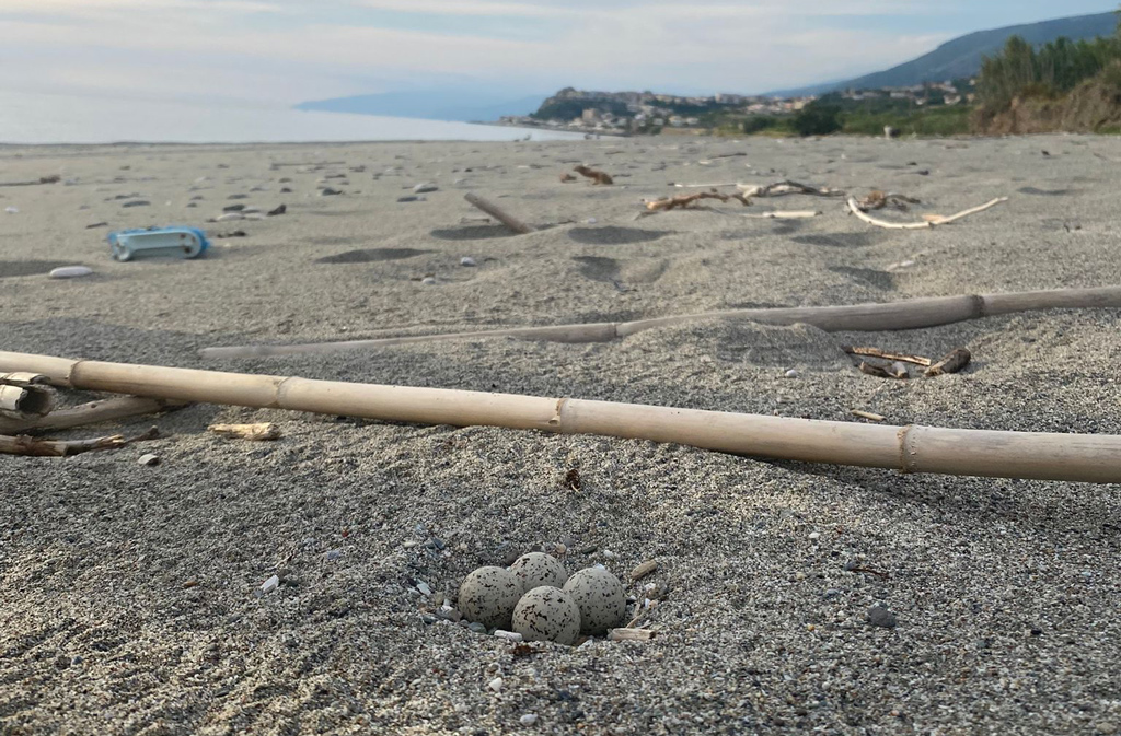Rinvenute uova di un uccello di specie protetta a San Lucido, attesa per la schiusa