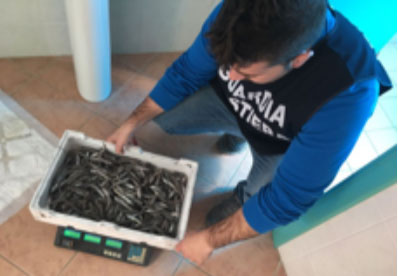Controlli Guardia Costiera in Calabria e Basilicata, sequestrate quasi 2 tonnellate prodotti ittici