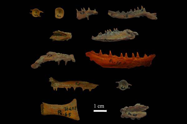 Sequenziato-il-Dna-fontePlosOnePolitecnica-delle-Marche.jpg