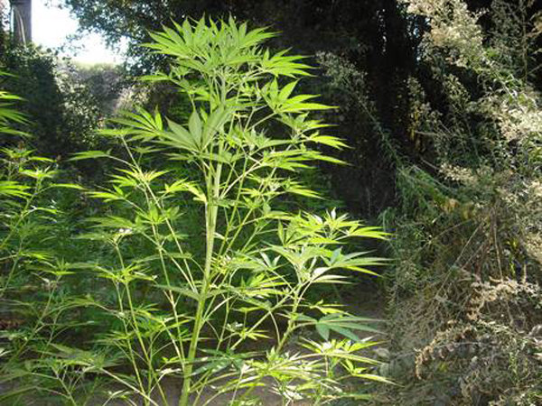 Calabria: Sequestrata piantagione di marijuana nel reggino 