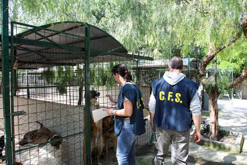 Calabria: Sequestrato canile abusivo nel cosentino   
