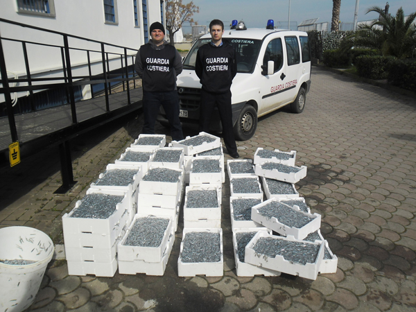 Calabria: Sequestrati 500 chili di novellame