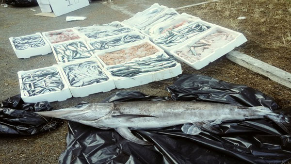 Sequestrati 150 chili di prodotti ittici nel reggino 