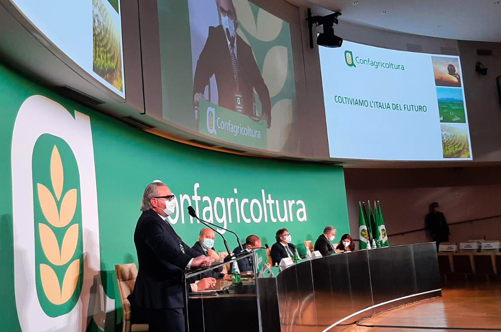 Nuova riforma Pac, Statti (Confagricoltura Calabria): "Immediati correttivi per evitare tracollo sistema olivicolo"