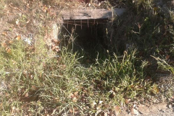 “Cinghiali ed erbacce sulle strade grave pericolo per automobilisti”: la testimonianza di un cittadino sulla sp 84 a Serrastretta