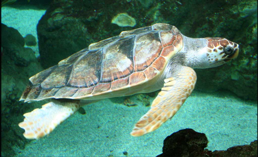 WWF: in pieno svolgimento il progetto tartamar in Calabria per monitoraggio nidi di tartaruga marina