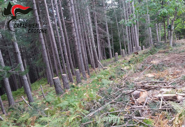 Oltre 60 alberi tagliati illegalmente a Mesoraca, sequestrati