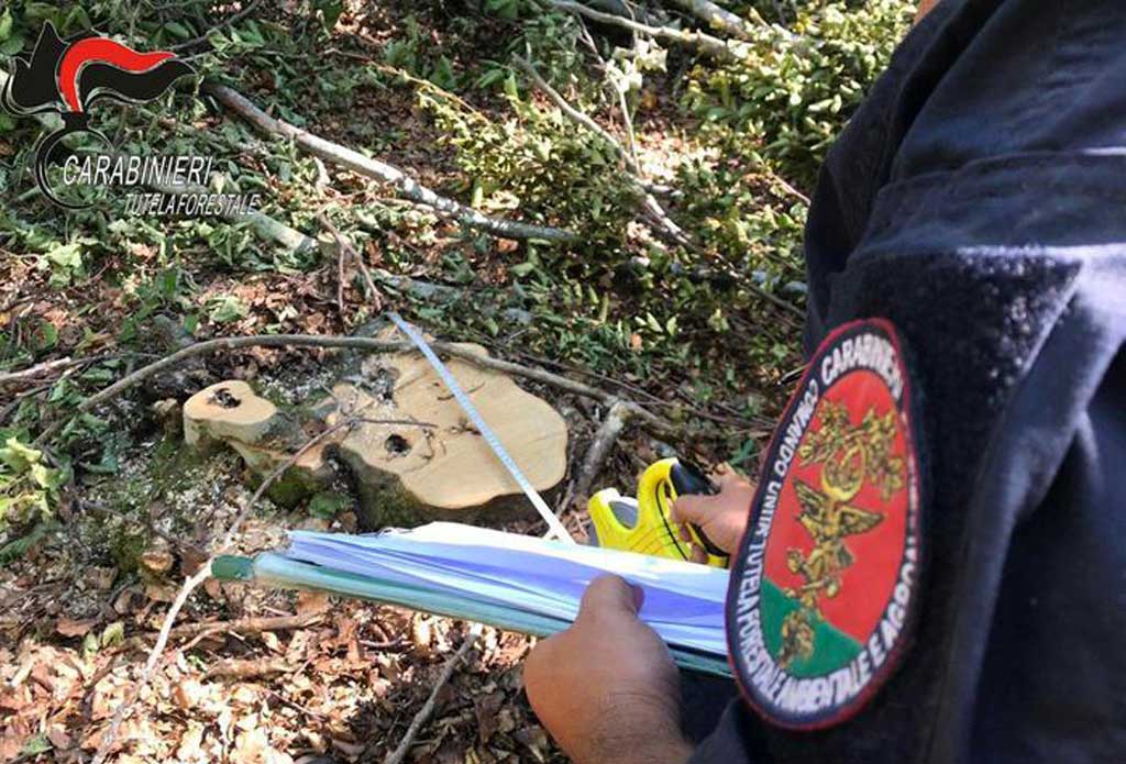 Taglio abusivo di alberi di faggio, cinque persone denunciate nel cosentino