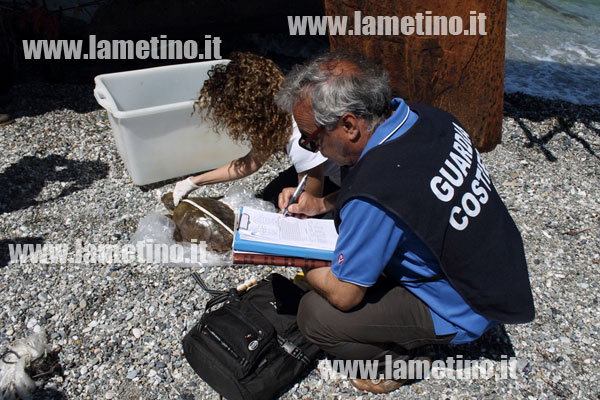 Tartaruga-Caretta-Caretta-salvata-bis.jpg
