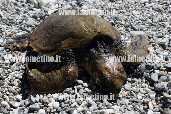 Tartaruga-Caretta-Caretta-salvata-ter.jpg
