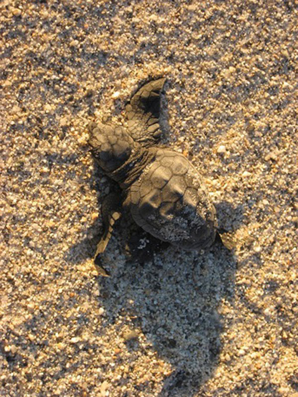 Tartaruga-caretta_caretta.jpg