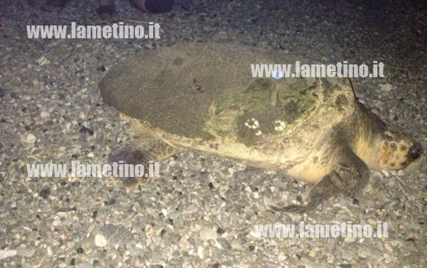 Calabria: Evento raro, tartaruga depone uova su spiaggia Tirreno