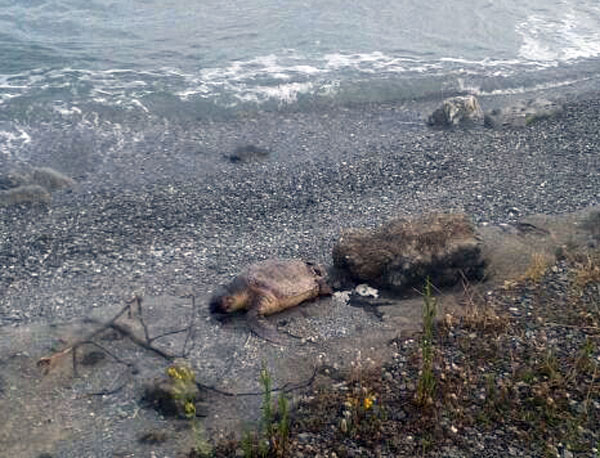 Calabria: Esemplare tartaruga spiaggiato in località Turrazzo a Gizzeria