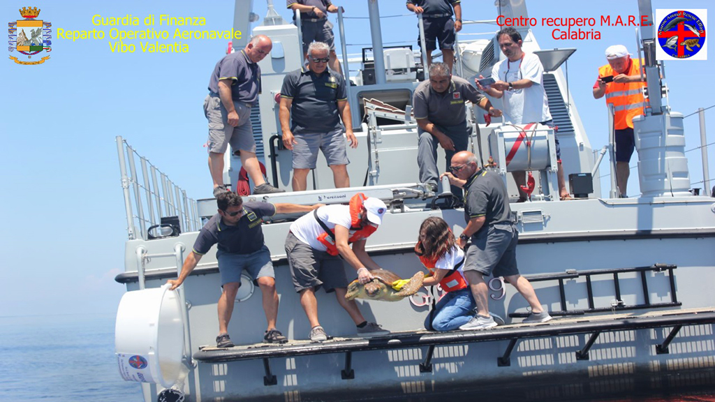 Tornata in mare la tartaruga Caretta Caretta salvata a largo di Cetraro