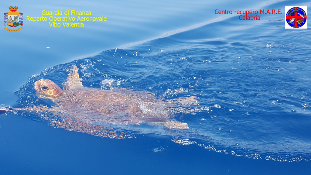 Tartaruga_caretta2.jpg
