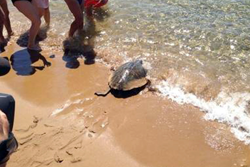 Calabria: Il team del Wwf libera due tartarughe marine a Belmonte
