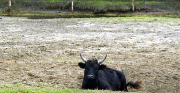 Lamezia: Toro fugge da allevamento e va verso spiaggia, abbattuto
