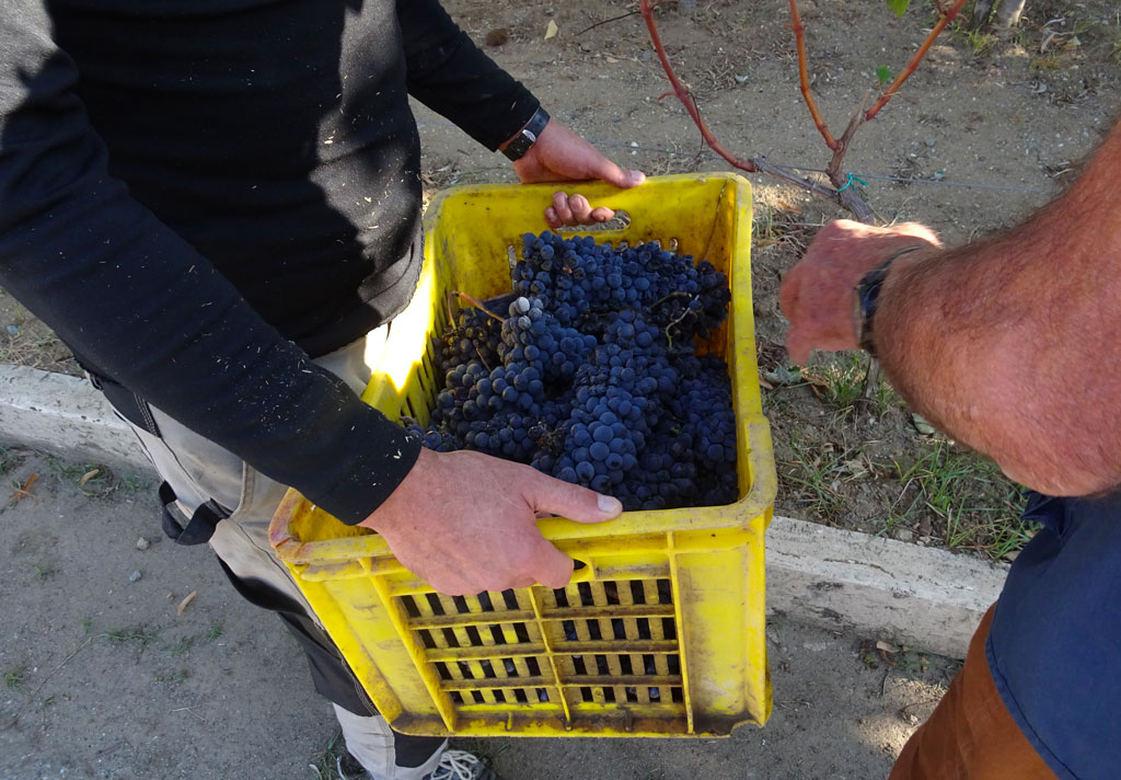 Vendemmia per i detenuti del carcere di Catanzaro