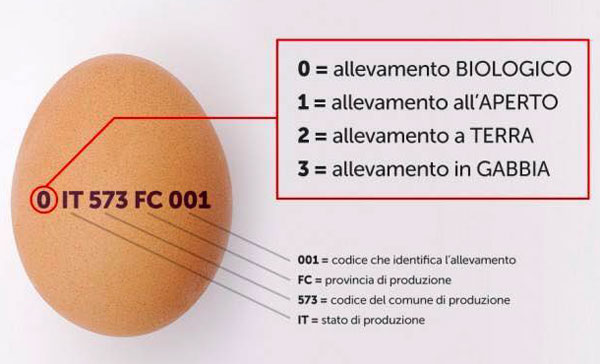 Coldiretti: uova contaminate, attenzione alle informazioni sul guscio