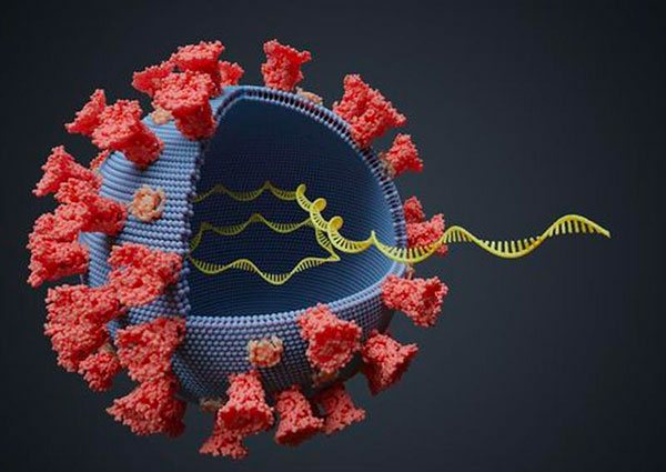 VARIANTE-VIRUS_13bb1.jpg