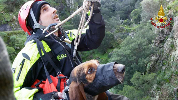 Vigili del Fuoco salvano segugio da caccia nel reggino