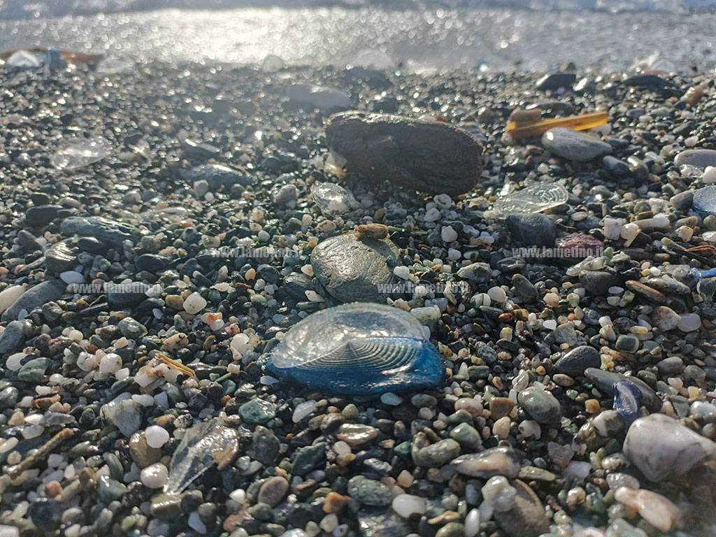 Velella-2026-02-24-at-09.25.30_5becb.jpg