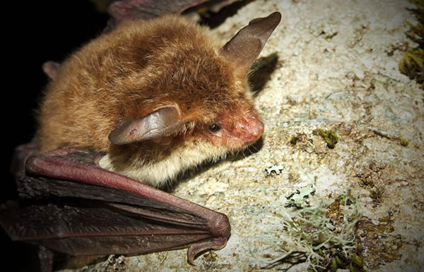 Parco dell’Aspromonte promuove convegno sul mondo dei pipistrelli agli “Incontri di Natura”