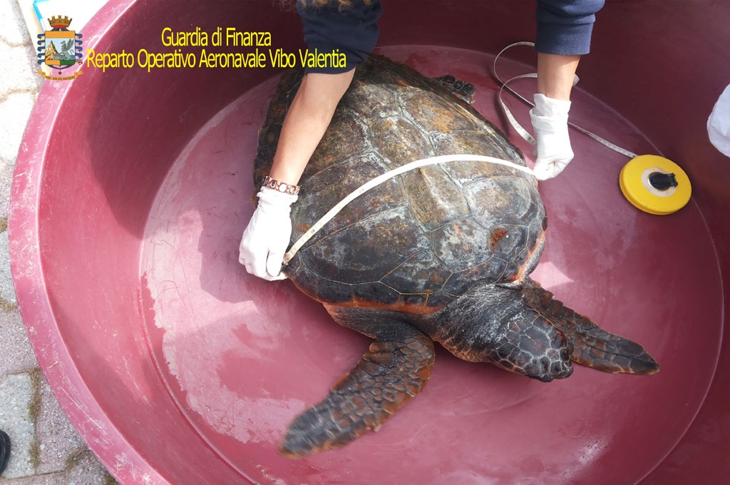 Salvato esemplare di tartaruga caretta caretta nel vibonese