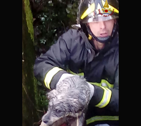 Lamezia, cuccioli di cane intrappolati in un canale salvati da vigili del fuoco