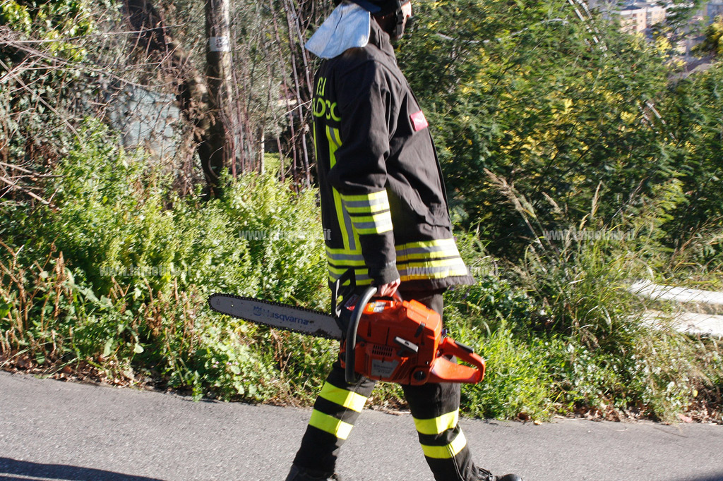 Vigili-del-fuoco_albero-via-grappa-2.jpg