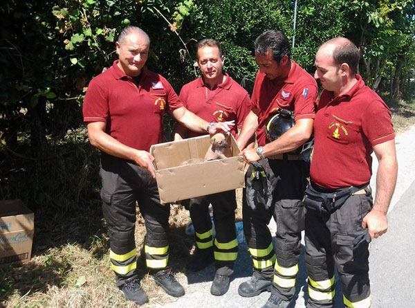 Calabria: Vigili del fuoco recuperano cuccioli di cane a Polistena