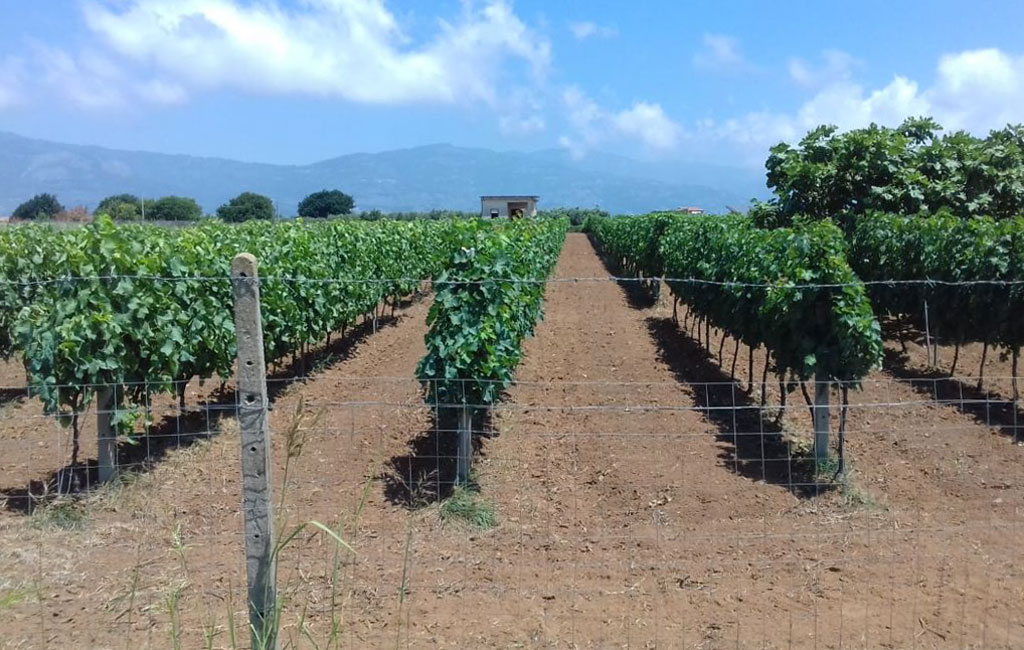 Vigneto-Calabria_ee701.jpg
