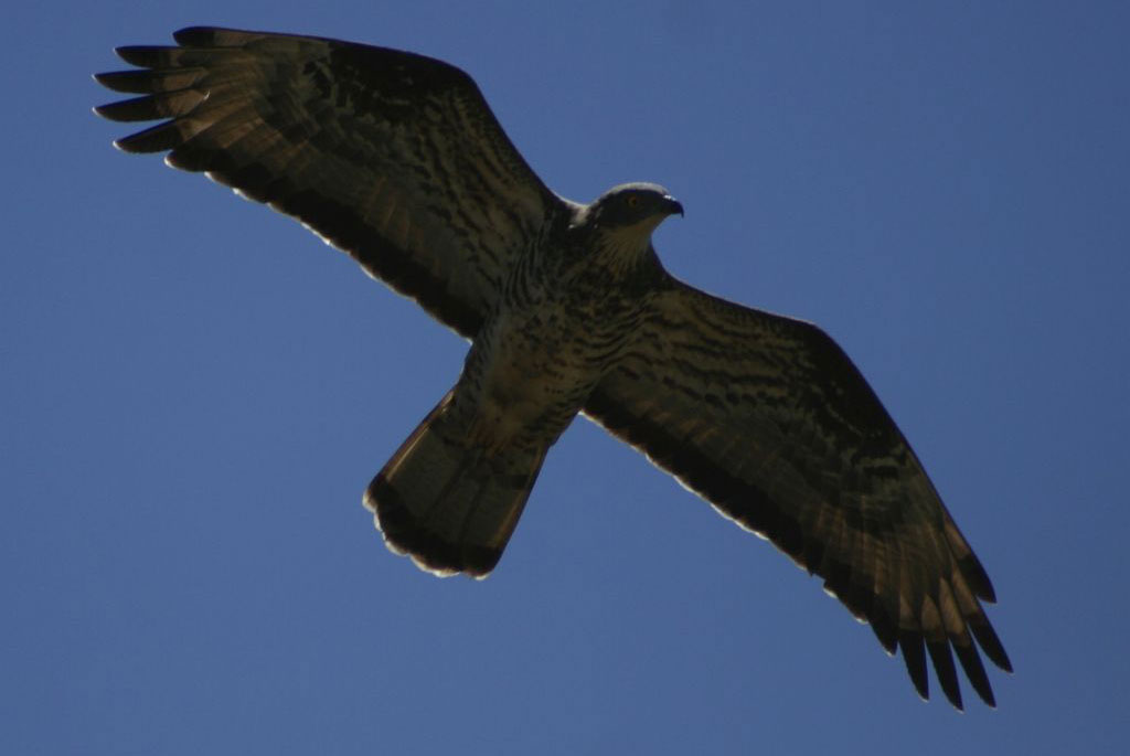 Parco Aspromonte organizza corso su riconoscimento degli uccelli rapaci europei