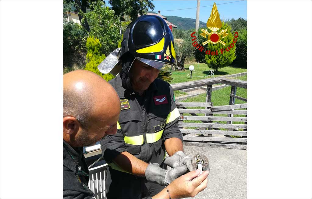 Vigili del fuoco salvano rapace nel cosentino 