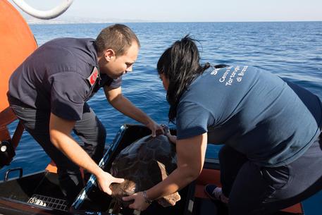 Tartaruga liberata in mare a Roccella Jonica