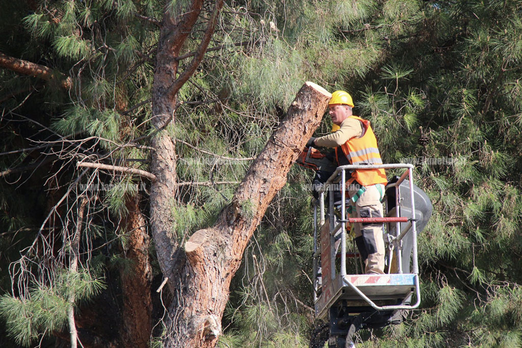 abbattimento-alberi-pzgaribaldi-sambiase-21-3-22-_db6d6.jpg