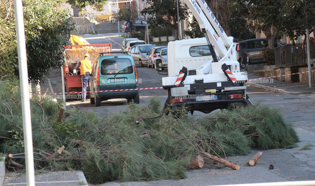 Lamezia, al via lavori di abbattimento dei pini in piazza Garibaldi - Reazioni