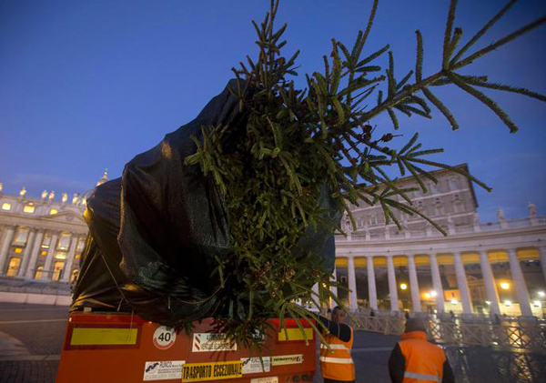 Arrivato in piazza S.Pietro albero Natale donato da Calabria 