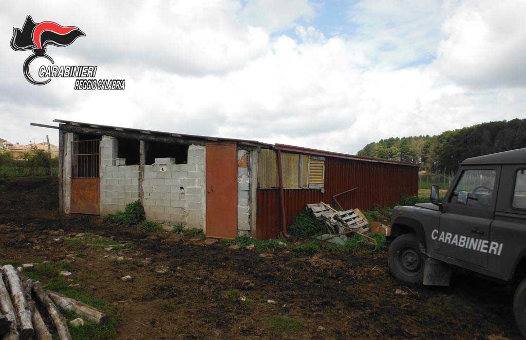 Realizza abusivamente struttura per ricovero animali nel Parco d’Aspromonte, denunciato 66enne