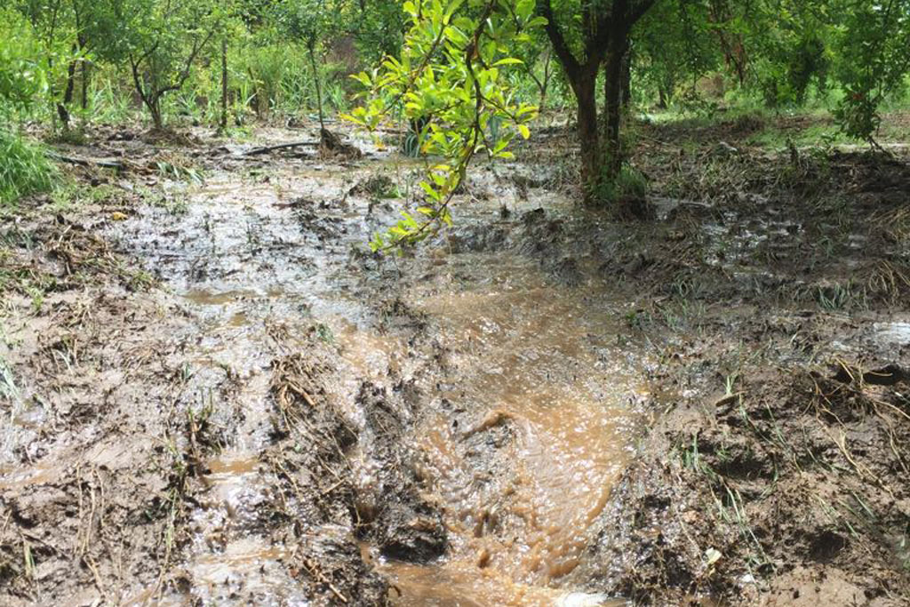Coldiretti, maltempo mette Ko anche produzioni agricole calabresi